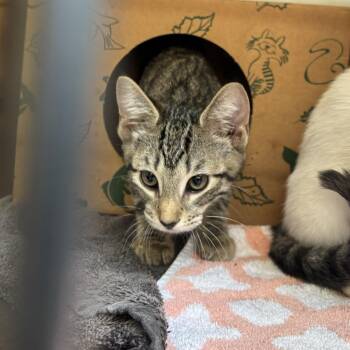Maltese -  Domestic Short Hair Cat Available for Adoption in Baltimore, Maryland - Maltese | PetCurious