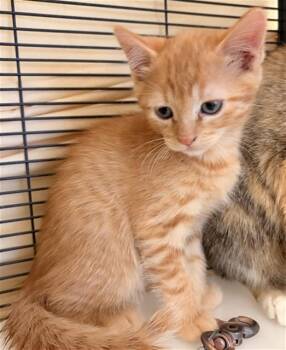 CHANDLER -  Domestic Short Hair Cat for Adoption in Rancho Cucamonga, California - CHANDLER | PetCurious