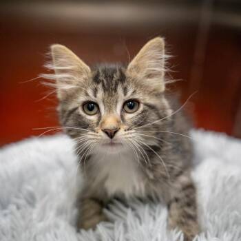 Carla -  Domestic Short Hair Cat for Adoption in Gainesville, Georgia - Carla | PetCurious
