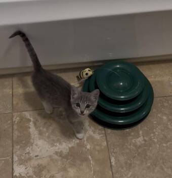 Rescue Domestic Short Hair Cats for Adoption in Fort Worth, Texas - Ace | PetCurious