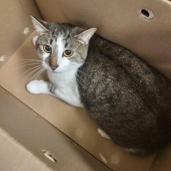 Tabby Cats Available for Adoption in Muncie, Indiana - Smudge | PetCurious
