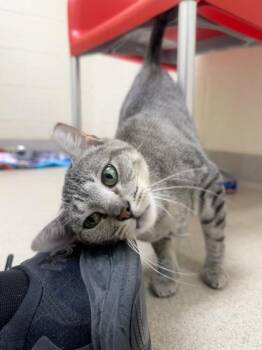 Habanero -  Domestic Short Hair Cat for Adoption in Vero Beach, Florida - Habanero | PetCurious