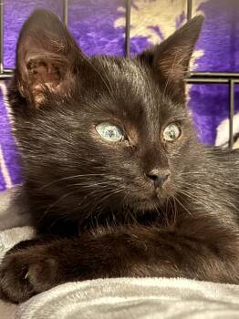 Saffron -  Domestic Short Hair Cat for Adoption in Seattle, Washington - Saffron | PetCurious
