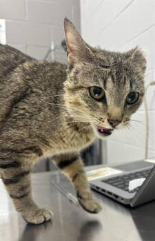 LOLA -  Domestic Short Hair Cat for Adoption in Indianapolis, Indiana - LOLA | PetCurious