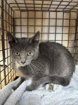 Ghost -  Domestic Short Hair Cat for Adoption in Honolulu, Hawaii - Ghost | PetCurious