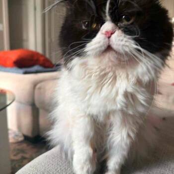 Gucci -  Persian and Domestic Long Hair Cat for Adoption in Fishers, Indiana - Gucci | PetCurious