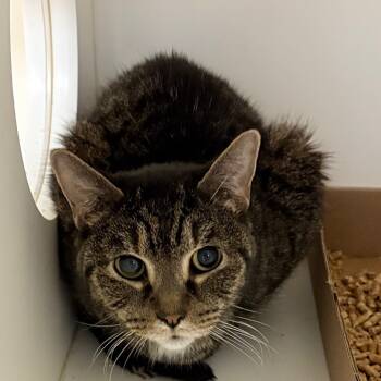 Rescue Domestic Short Hair Cats for Adoption in Philadelphia, Pennsylvania - Boyer | PetCurious