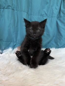 GRIFFIN -  Domestic Short Hair Cat Available for Adoption in Elgin, Illinois - GRIFFIN | PetCurious