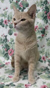 261379  Terry -  Domestic Medium Hair Cat for Adoption in Wetumpka, Alabama - 261379  Terry | PetCurious