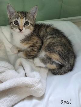 Opal -  Domestic Short Hair Cat for Adoption in Key Largo, Florida - Opal | PetCurious