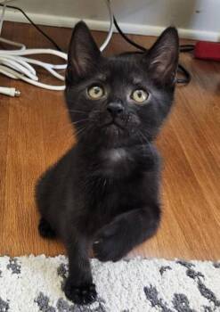 Jet -  Domestic Short Hair Cat for Adoption in Kansas City, Missouri - Jet | PetCurious