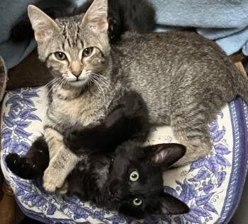 Miller -  Tabby and Domestic Short Hair Cat for Adoption in Walnut Creek, California - Miller | PetCurious