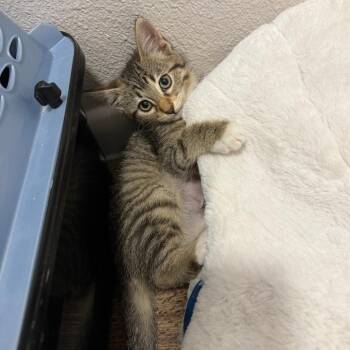 Marceline -  Domestic Short Hair Cat Available for Adoption in Dallas, Texas - Marceline | PetCurious
