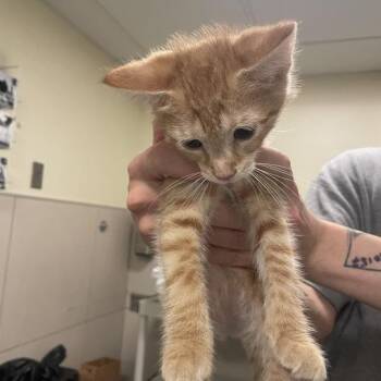Prosecutor General -  Domestic Short Hair Cat for Adoption in Chicago, Illinois - Prosecutor General | PetCurious