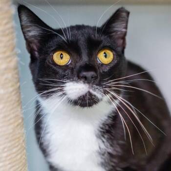 Domestic Short Hair Cats Available for Adoption - Yagi | PetCurious