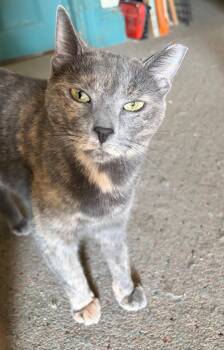 Callie -  Domestic Short Hair Cat for Adoption in New York, New York - Callie | PetCurious