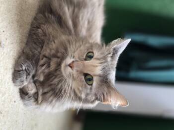 Gruyere (RP) -  Domestic Medium Hair Cat for Adoption in Schertz, Texas - Gruyere (RP) | PetCurious