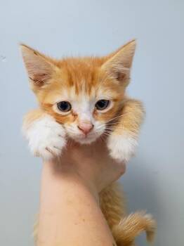 Colonel Mustard -  Domestic Short Hair Cat for Adoption in Beatrice, Nebraska - Colonel Mustard | PetCurious