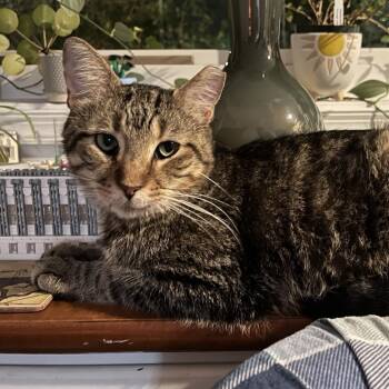 Pluto -  Tabby and Domestic Short Hair Cat for Adoption in UNIVERSITY PA, Maryland - Pluto | PetCurious