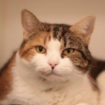 Miss Millie -  Domestic Medium Hair and Mixed Breed Cat for Adoption in Philadelphia, Pennsylvania - Miss Millie | PetCurious