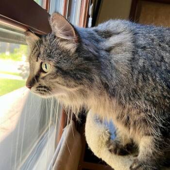 Heidi C69716 -  Domestic Medium Hair Cat for Adoption in Minnetonka, Minnesota - Heidi C69716 | PetCurious