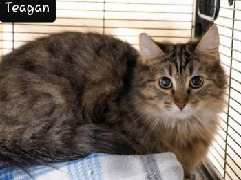 Teagan -  Domestic Long Hair Cat Available for Adoption in Shelton, Washington - Teagan | PetCurious
