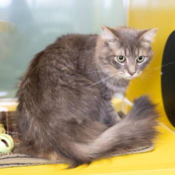Timothy Jimbo -  Domestic Medium Hair Cat for Adoption in Abilene, Texas - Timothy Jimbo | PetCurious