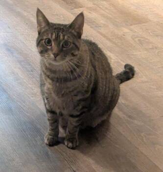 Mushie -  Domestic Short Hair Cat for Adoption in Minneapolis, Minnesota - Mushie | PetCurious