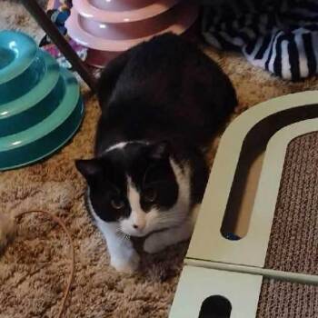 Domestic Short Hair Cats Available for Adoption - Guinness  | PetCurious