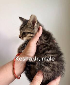 Kesha Jr -  Tabby Cat for Adoption in Shrewsbury, Massachusetts - Kesha Jr | PetCurious