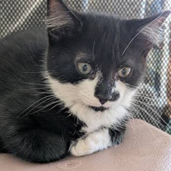 Domestic Short Hair Cats Available for Adoption - Roux | PetCurious