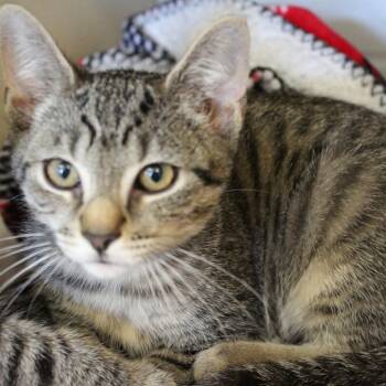 Duns -  Domestic Short Hair Cat for Adoption in Gloucester, Virginia - Duns | PetCurious