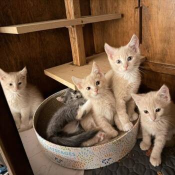 Domestic Short Hair Cats Available for Adoption in Eagle Mountain, Utah - Gamora Jessup | PetCurious