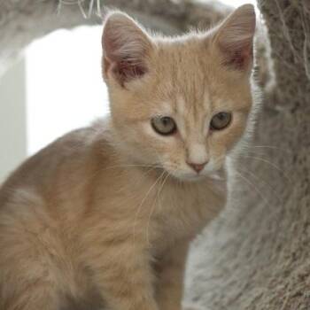Cornbread -  Domestic Short Hair Cat for Adoption in Verona, Wisconsin - Cornbread | PetCurious