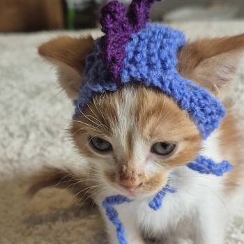 Elmer Fudd -  Domestic Short Hair Cat for Adoption in Buffalo, Minnesota - Elmer Fudd | PetCurious