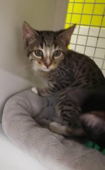 Cindy 0236 -  Domestic Short Hair Cat for Adoption in Dallas, Texas - Cindy 0236 | PetCurious