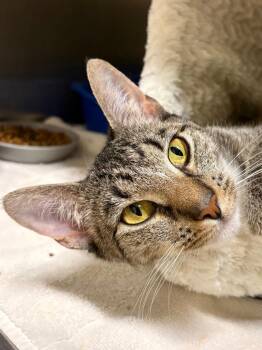 Phaedra -  Domestic Short Hair Cat for Adoption in Fall River, Massachusetts - Phaedra | PetCurious