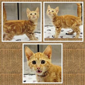 MARMALADE -  Domestic Short Hair Cat for Adoption in Buckhannon, West Virginia - MARMALADE | PetCurious