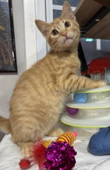 Mozart -  Domestic Short Hair Cat for Adoption in Jackson, Georgia - Mozart | PetCurious