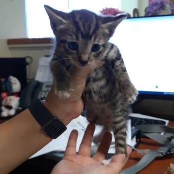 Nacho -  Domestic Short Hair Cat for Adoption in Volcano, Hawaii - Nacho | PetCurious