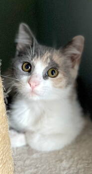 Rescue Domestic Short Hair Cats for Adoption in Fremont, California - Pele | PetCurious