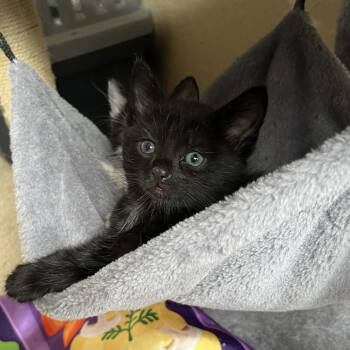 Domestic Medium Hair Cats Available for Adoption in San Antonio, Texas - Spock | PetCurious