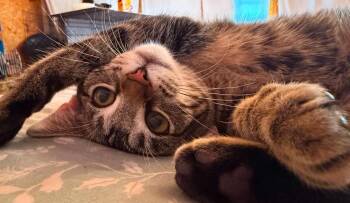 Javelynn -  Domestic Short Hair Cat Available for Adoption in Shell Lake, Wisconsin - Javelynn | PetCurious