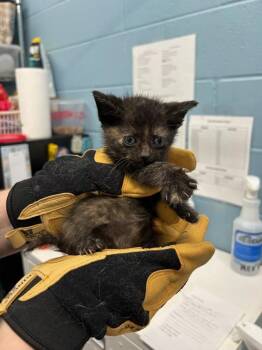 Saffron -  Domestic Short Hair Cat for Adoption in Evansville, Indiana - Saffron | PetCurious