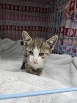 Paul -  Domestic Short Hair Cat Available for Adoption in Gainesville, Florida - Paul | PetCurious