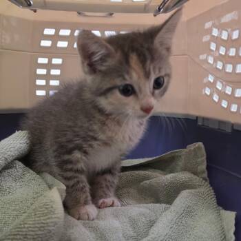 Zombie -  Domestic Medium Hair Cat for Adoption in Charleston, West Virginia - Zombie | PetCurious