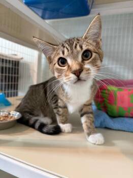 Oliver -  Domestic Short Hair Cat for Adoption in Kingsland, Georgia - Oliver | PetCurious