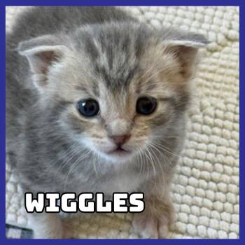 Domestic Short Hair Cats Available for Adoption in Glenwood, Minnesota - Wiggles | PetCurious
