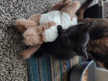 Domestic Short Hair Cats Available for Adoption in Fruit Heights, Utah - Phoebe | PetCurious