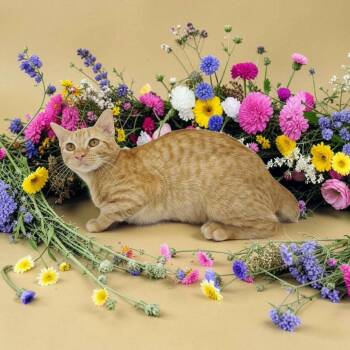 Annie/Larry -  Domestic Short Hair Cat for Adoption in Santa Fe, Texas - Annie/Larry | PetCurious